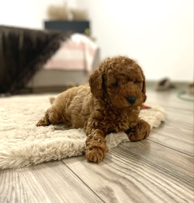 Pudel miniaturowy piesek