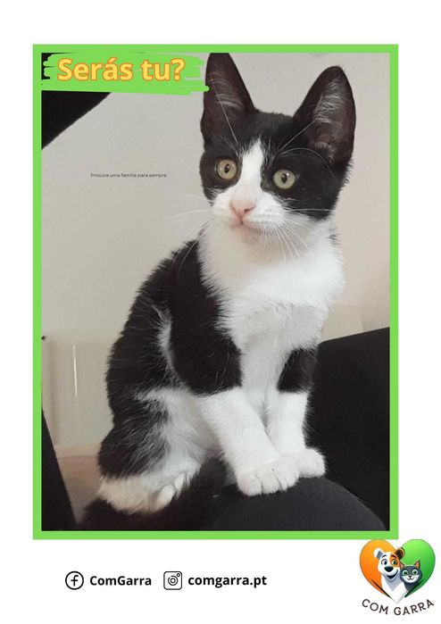 Gatinhos para adoção