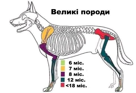 Дрессировка собак