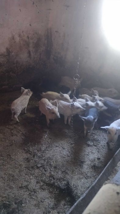 Свині венгерська мангалиця