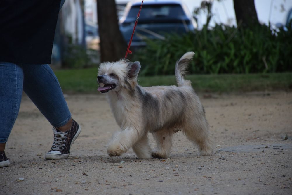 Cão de Crista Chines - Variedade Powderpuff