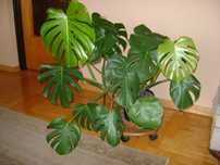 Monstera - piękny kwiat