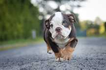 Buldog angielski - urocza sunia Big Bang Theory - choco tri
