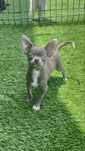 Maravilhoso chihuahua