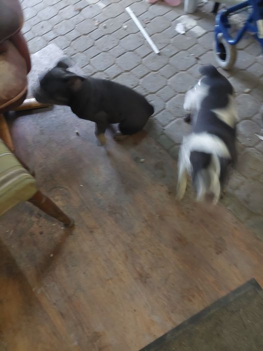 Buldog francuski  blue tan