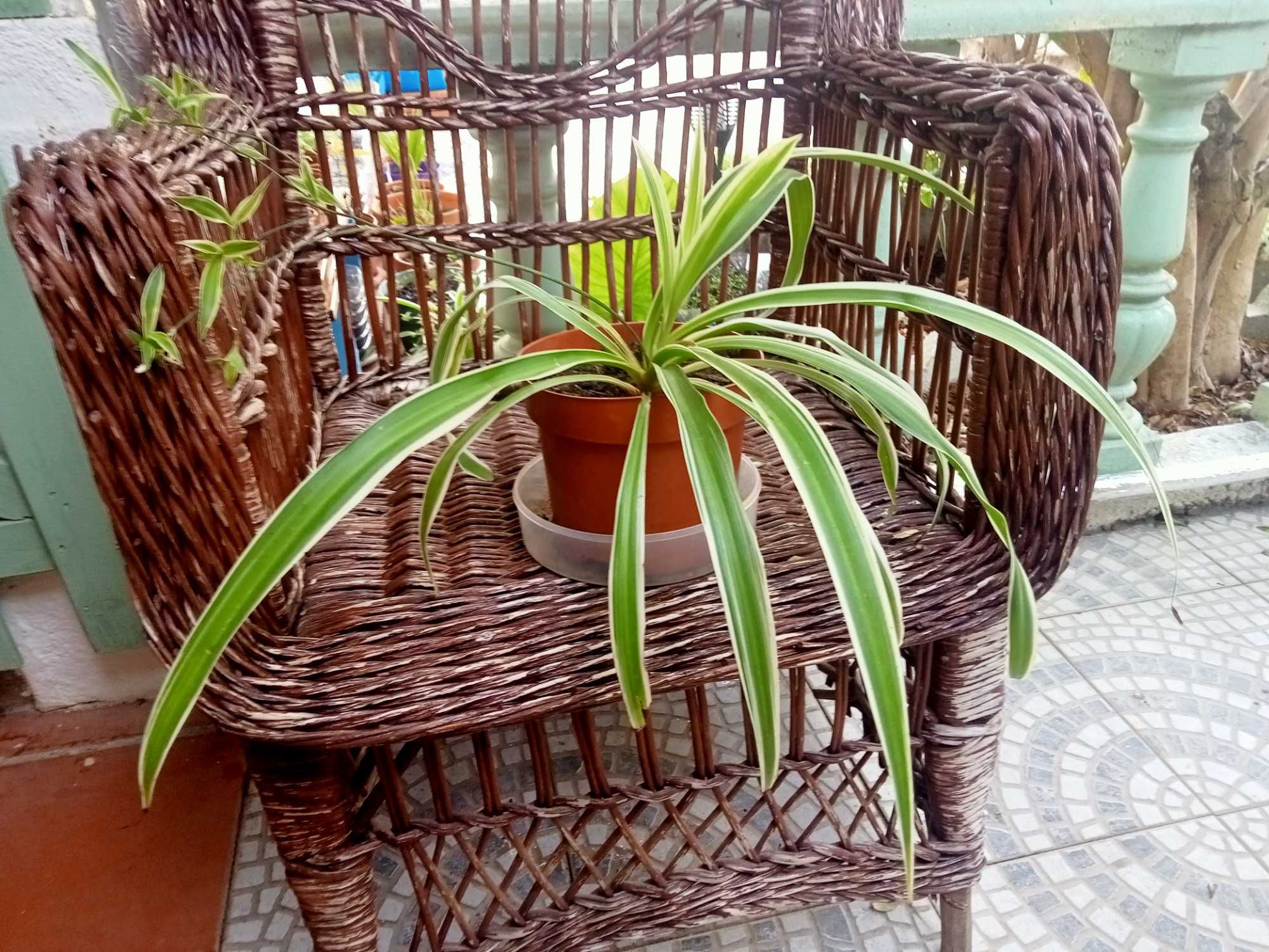 Clorofito - Clorophytum comosum