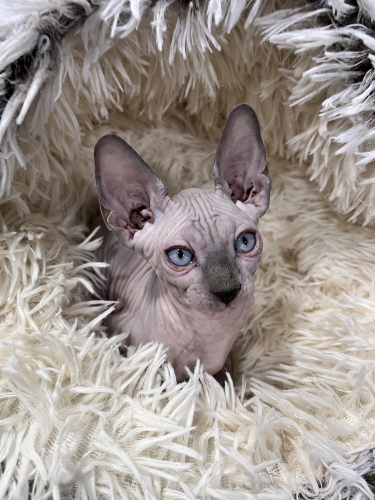 Menino sphynx com kit boas vindas
