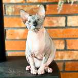 Kocurek Gymni Gata*PL sphynx sfinks kanadyjski kociak