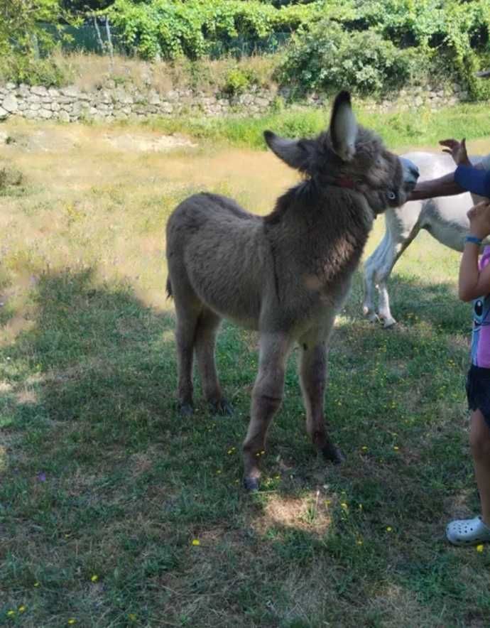 Burro mirandês 3 meses