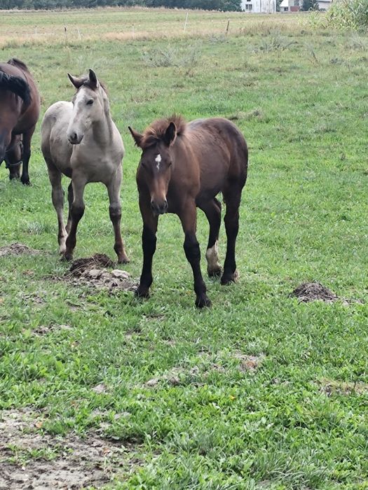 Sprzedam źrebòwke i ogierka
