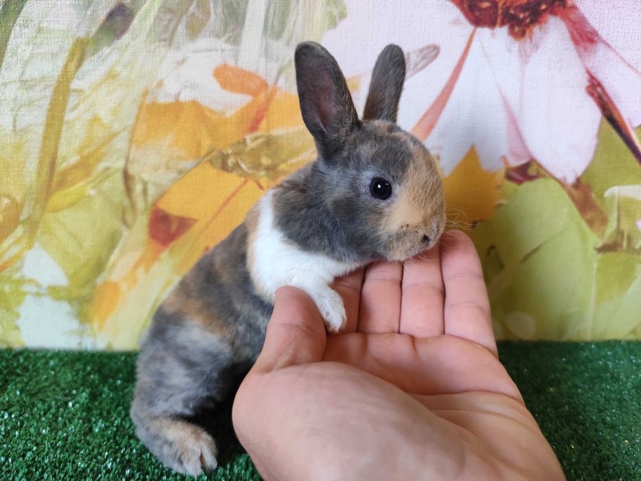PIĘKNY Mini Rex królik miniaturka Karzełek tri kolor