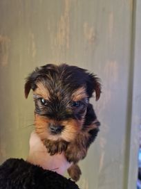 Yorkshire terrier Piesek