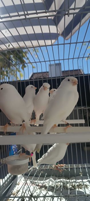 Canários machos - Brancos Recessivos