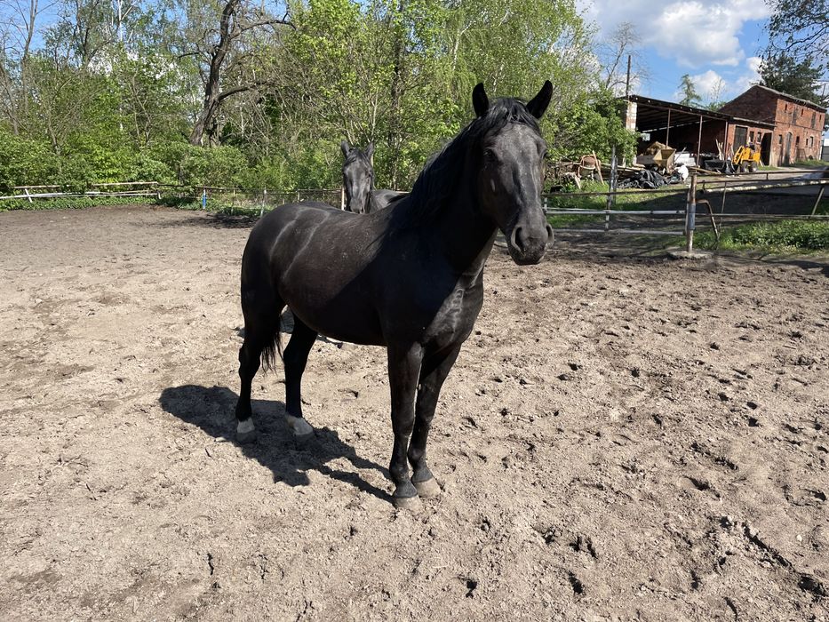 Sprzedam dwie klacze. Slaskie.