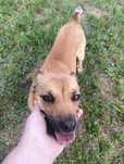 Piesek do adopcji