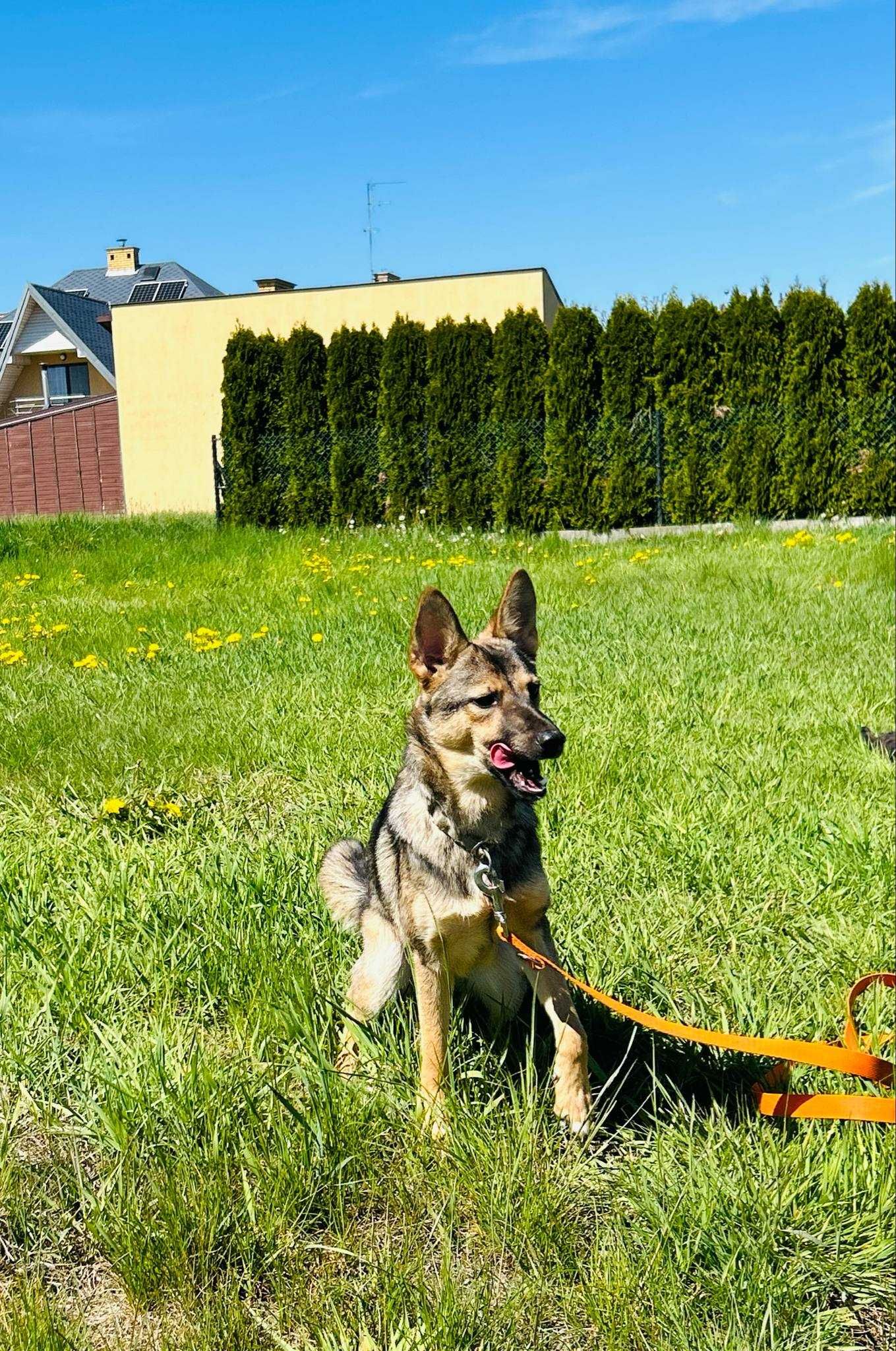 Nieduża Impresja w wieku 10 miesięcy szuka domu