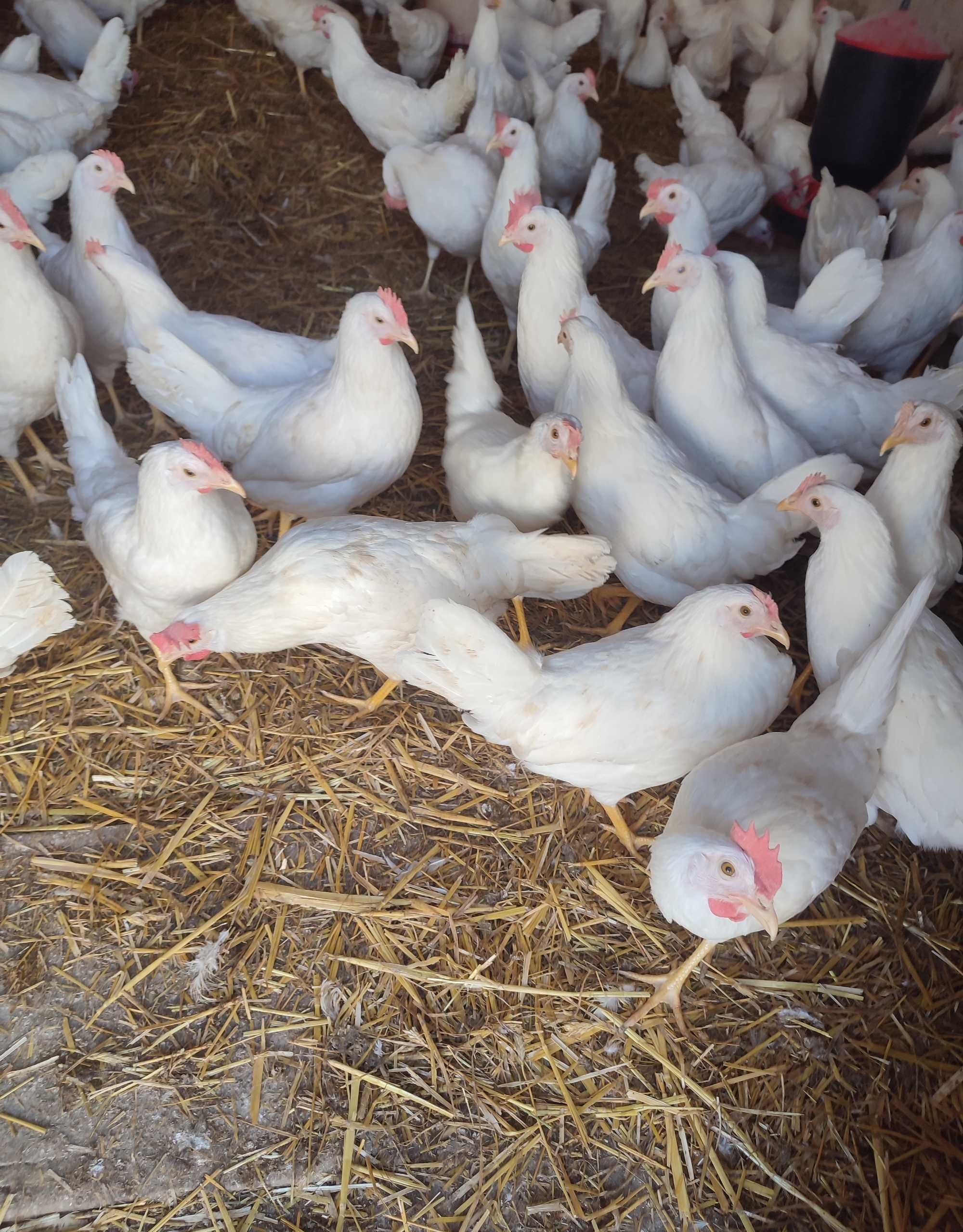 Kury nioski Leghorn oraz Sendy najlepsze na jajka