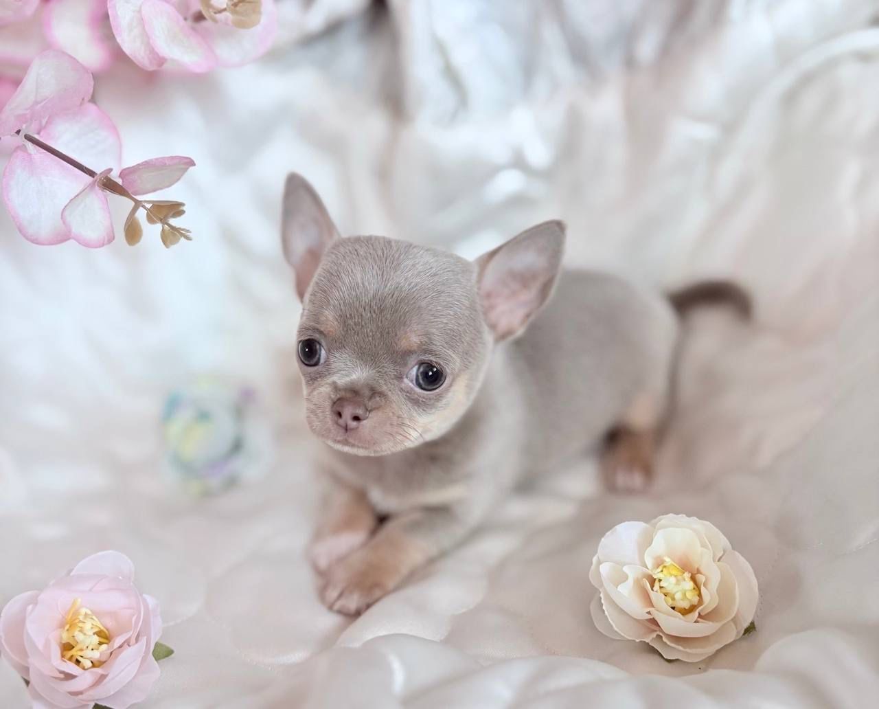 Chihuahua Mini chłopak fci