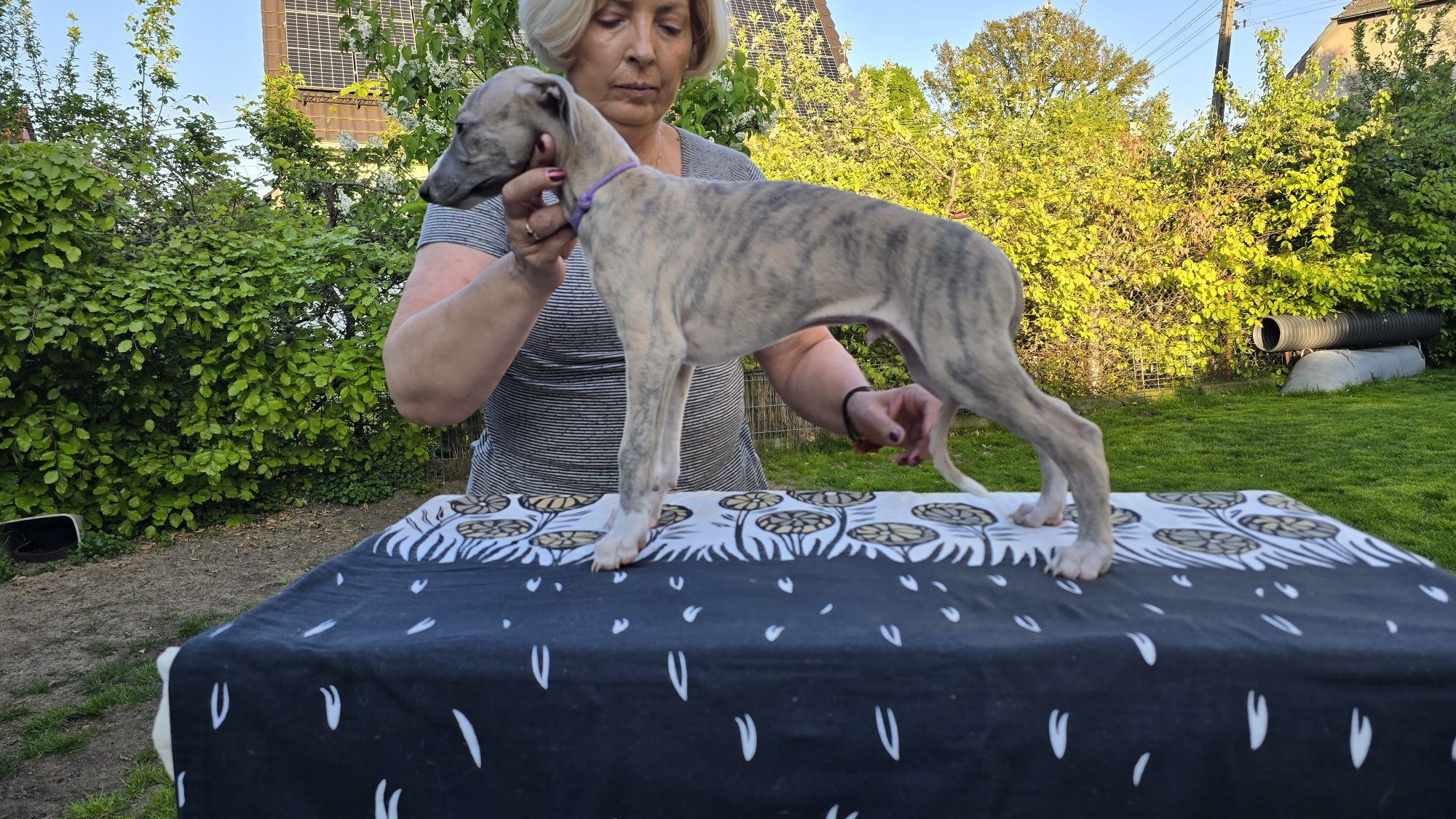 Whippet piesek FCI