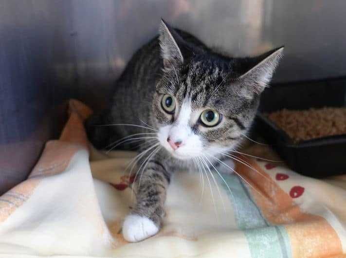 Znaleziono kotkę przy ul. Pólnicy