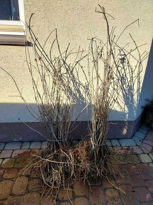 Sadzonki żywopłotowe