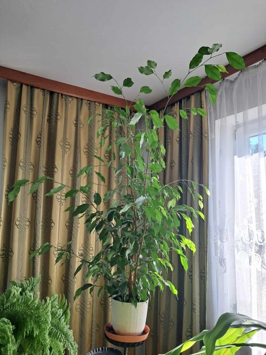 Fikus Benjamin duży kwiat doniczkowy