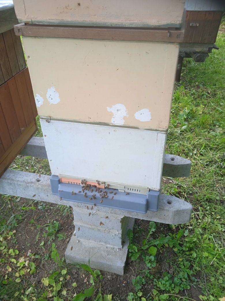 Pszczoły. Rodziny pszczele.