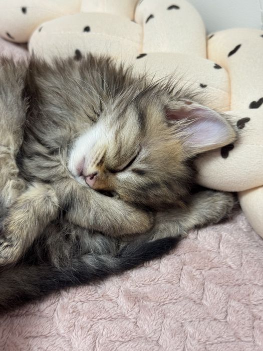 Кошеня, трьохмасне.