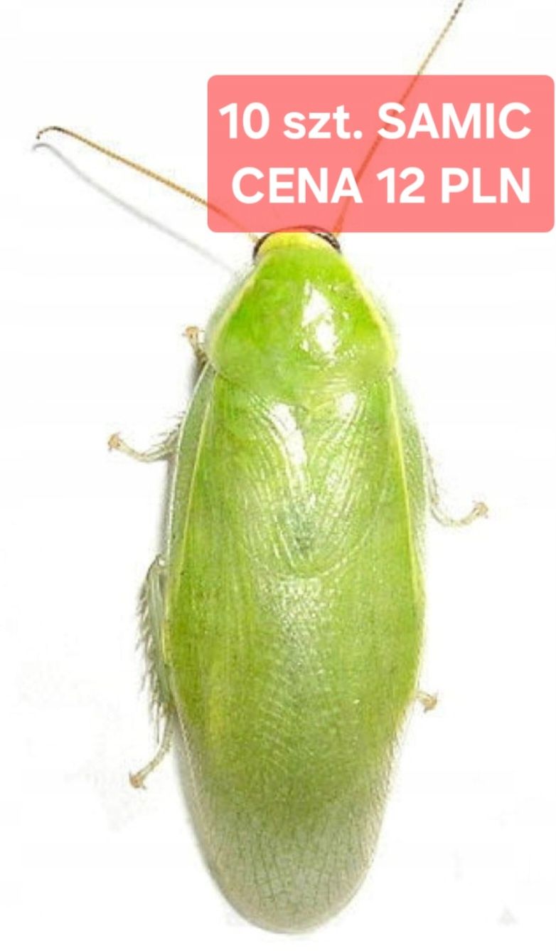 Karaczan zielony (Panchlora nivea) od YOVEE ZOO