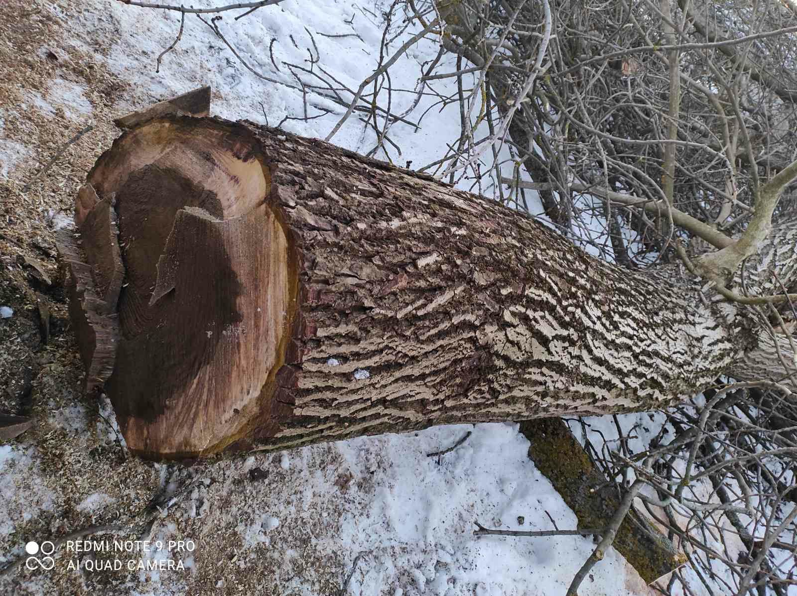 Дрова твердих порід ясен горіх