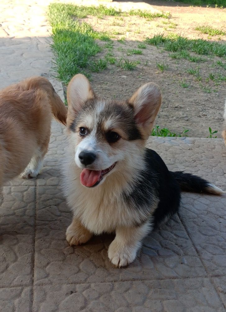 Коржик трьохколірного окрасу