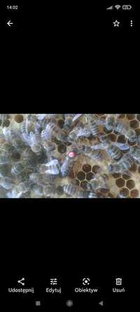Matki pszczele  krainka celle