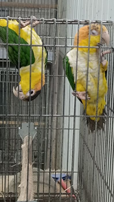 Marianinhas cabeça canela