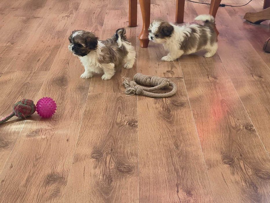 Sprzedam  śliczną suczkę SHIH TZU