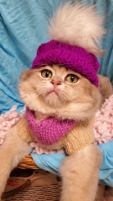 Нежные маоыши. Ручеые котята золотая шиншилла.