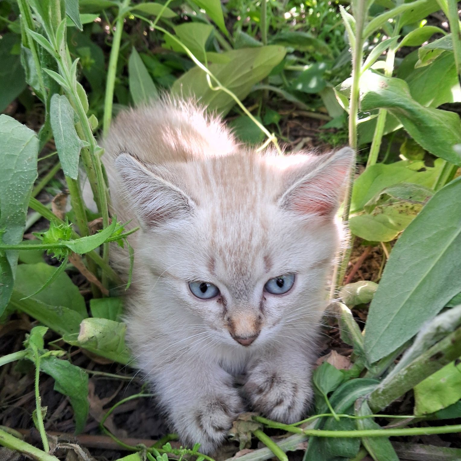Кошенята маленькі віддам