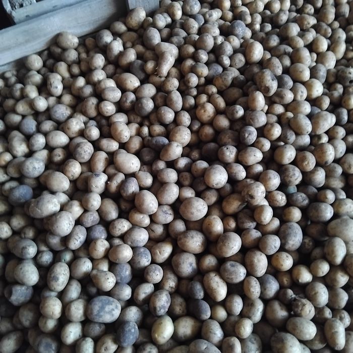 Ziemniaki paszowe odpadowe