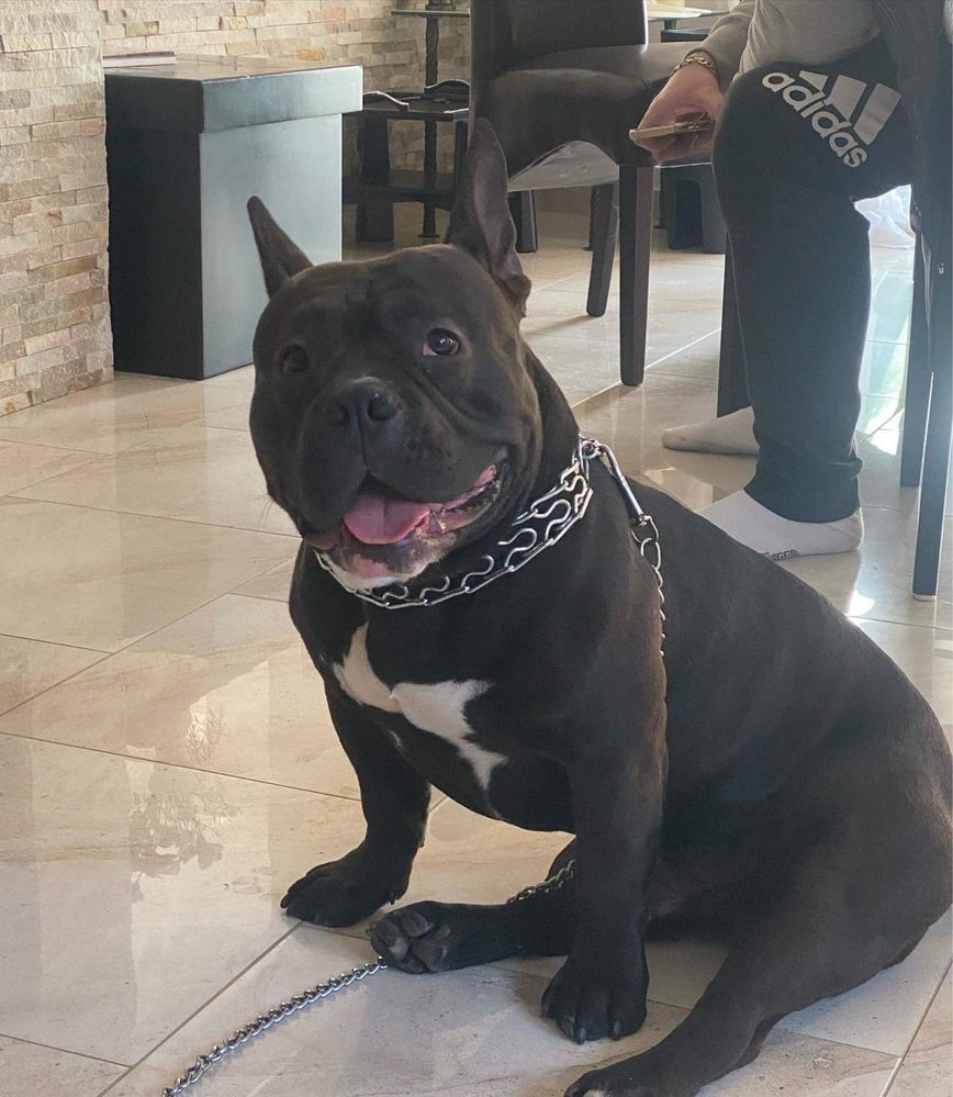 American Bully Pocket  ABKC Reproduktor/Śliczny/