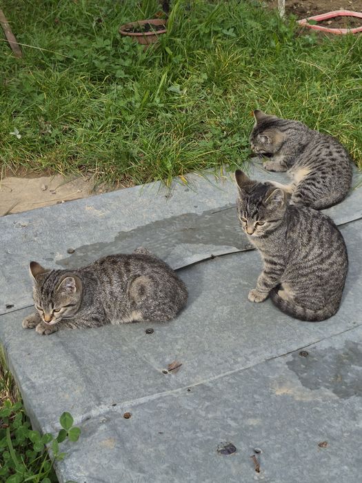 Пухнасте щастя шукає родину!