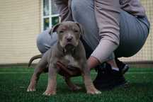 American Bully XL suczka