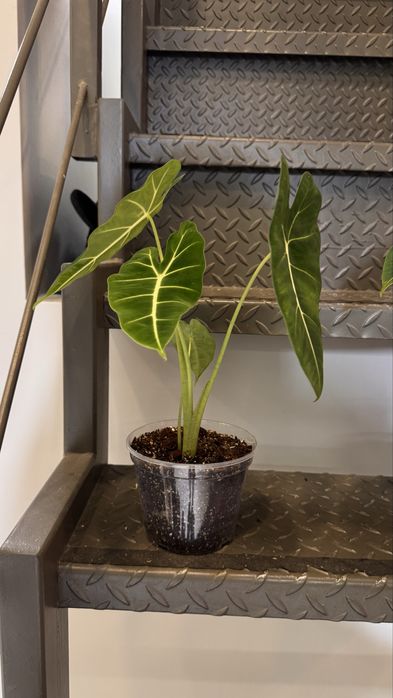 Алоказія фрайдек / Alocasia frydek