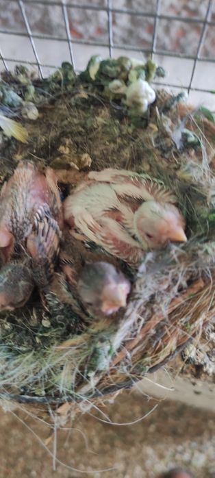 Cedência de pássaros