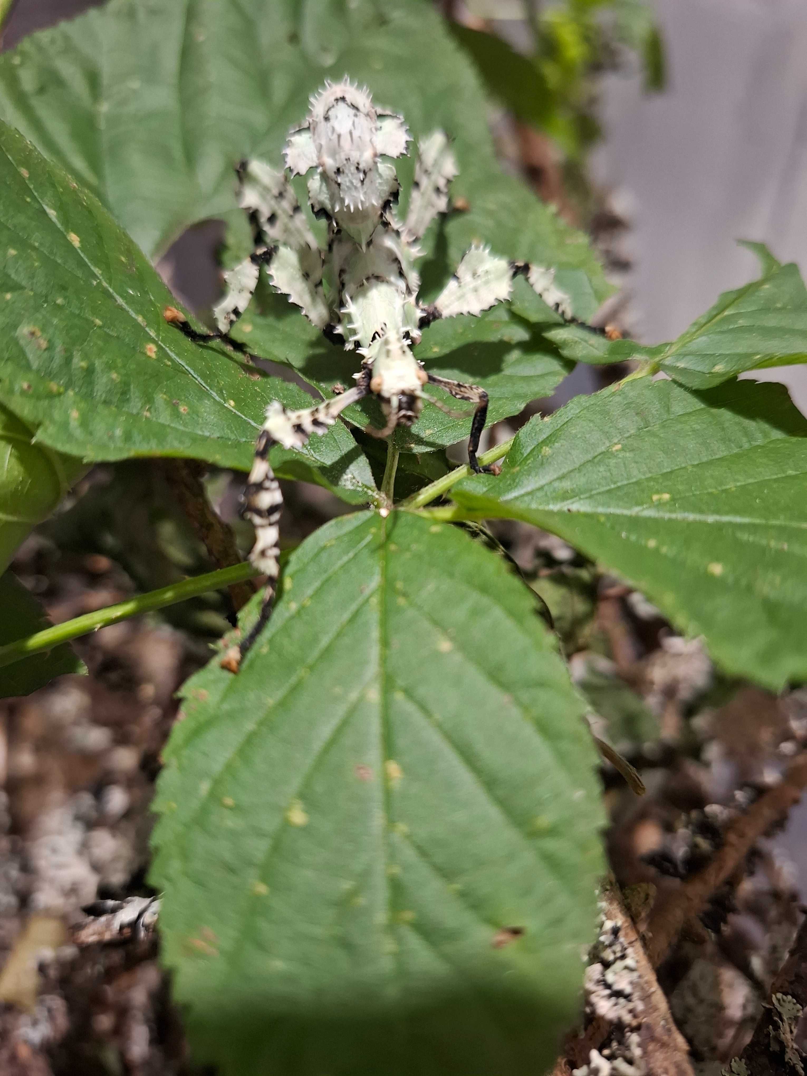 Straszyk australijski Lichen Morph