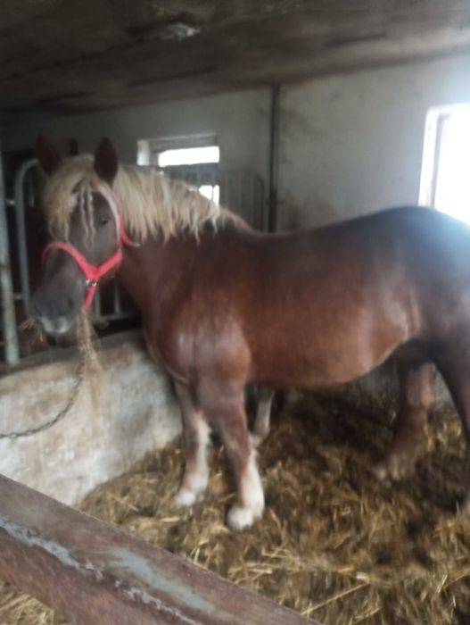 Klacz zimnokrwista z licencją