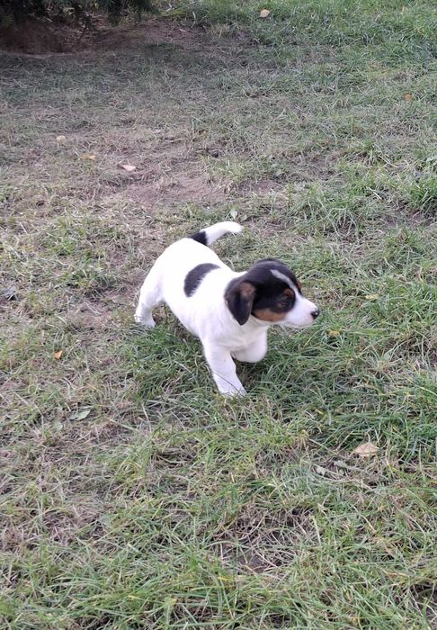 Jack Russell Terrier - Sunia