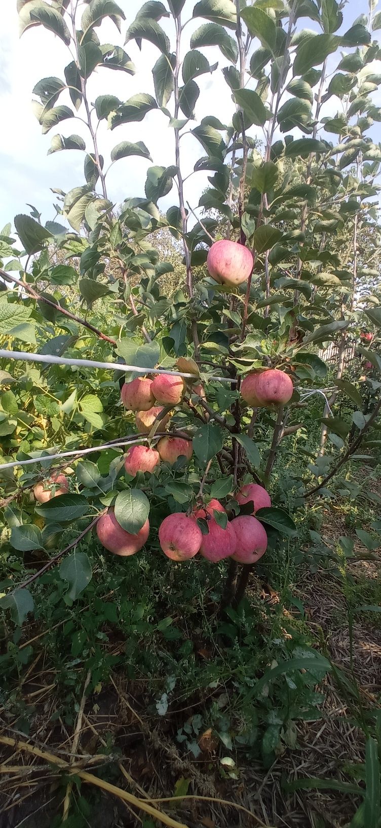 Продам саджанці яблуні