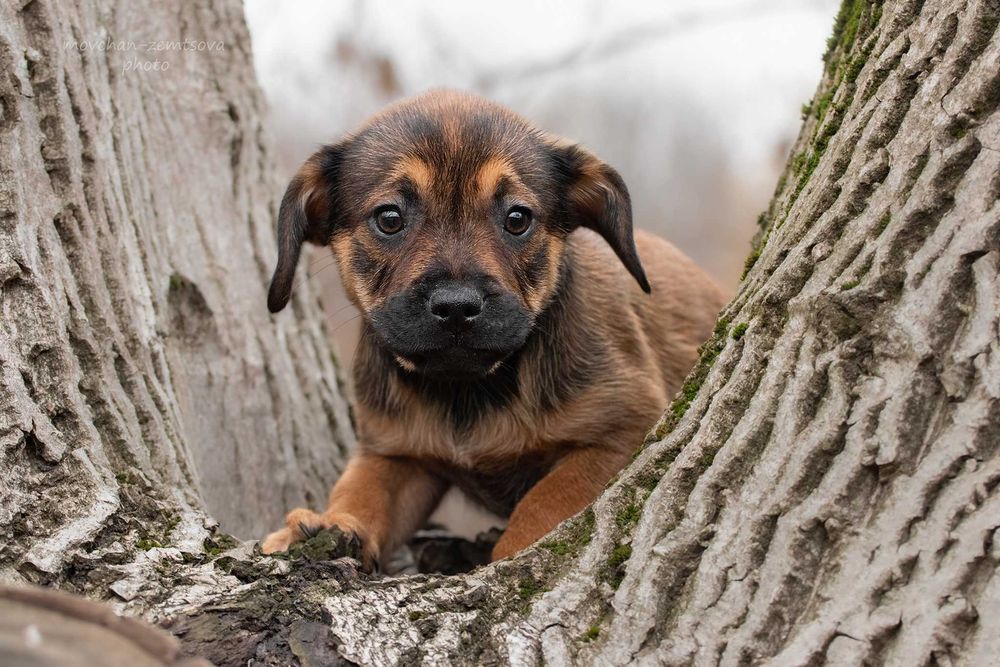 Маленьке цуценятко чекає родину