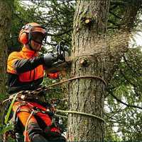Видалення обрізка чистка дерев прибирання території корчування пнів