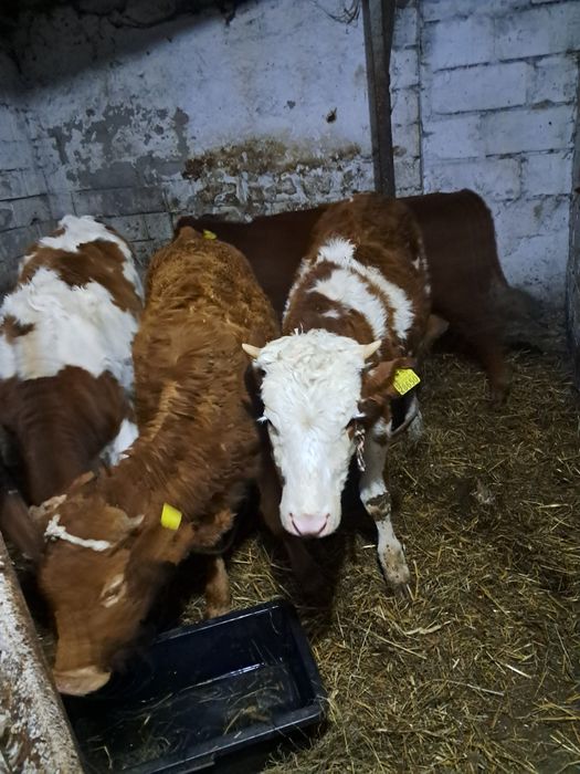 Jałóweczki jałóweczki