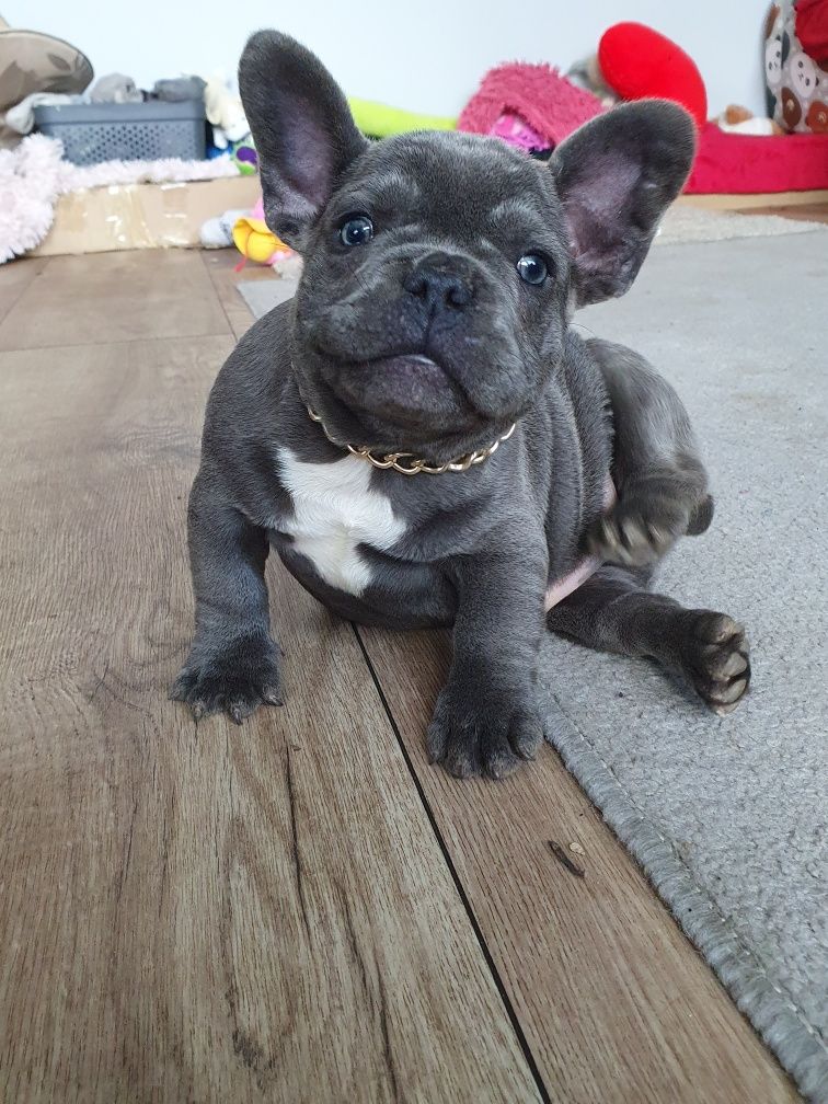 Buldog francuski, /,Blu piesek
